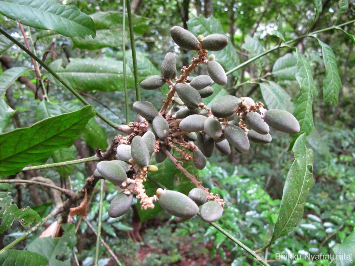 Lepisanthes erecta (Thwaites) Leenh.